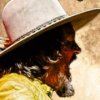 Zucchero
