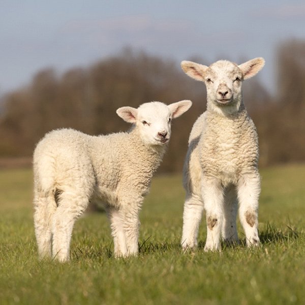 Rigoberta Bandini Julieta Venegas